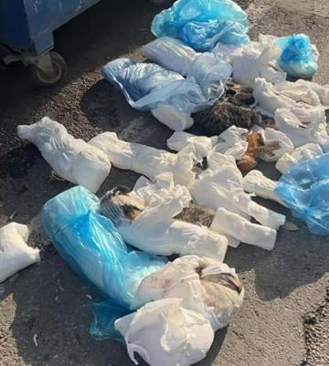 İzmir’de 33 kedinin ölü bulunduğu olayda yeniden gözaltına alınan veteriner tutuklandı
