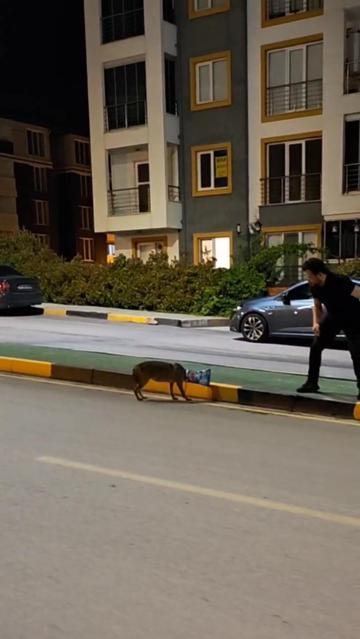 Başına poşet takılan çakalı vatandaş kurtardı; o anlar kamerada