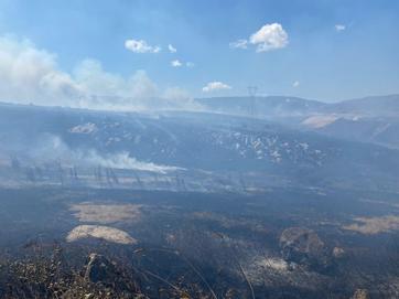 Balıkesirde çamlıkta yangın