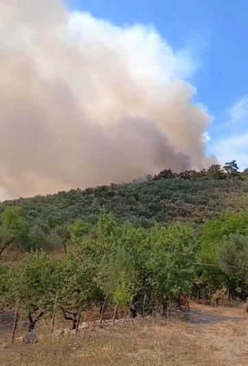 Balıkesirde orman yangını