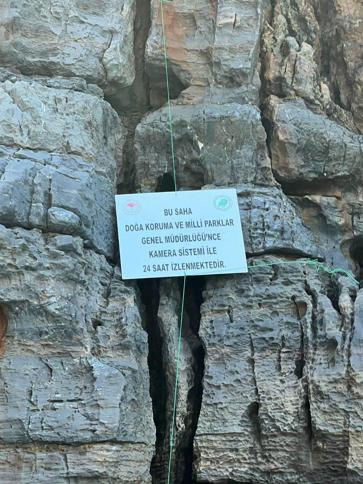 Akdeniz fokları insan baskısıyla mağaralara sığınıyor