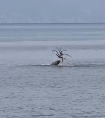 Çeşmede Akdeniz foku, avladığı ahtapotu yerken görüntülendi