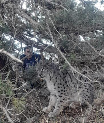 Vanda nesli tehlike altında olan vaşak görüntülendi