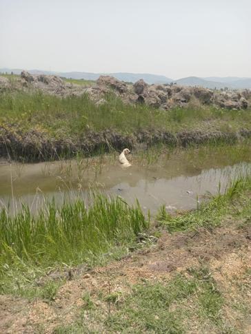 Satın aldığı kurbanlıkla evine dönerken kanala uçan otomobilinde yaşamını yitirdi