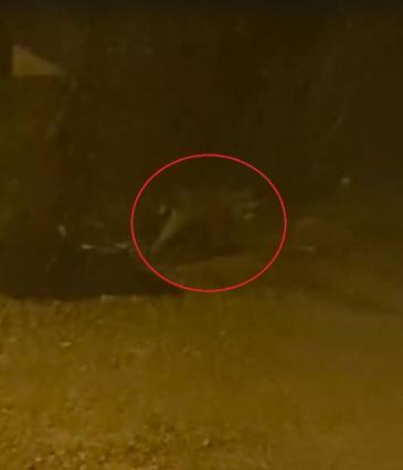 Mahalleye inen tilki çöp konteyneri etrafında görüntülendi
