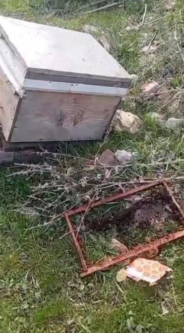 Yaylaya inen ayı, arı kovanlarını parçaladı