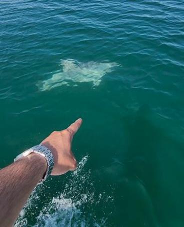 Yunusların balıkçı teknesine eşlik ettiği anlar kamerada