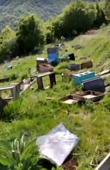 Tekirdağda o kovanlara zarar verildi; 4 milyon arı öldü, ana arılar çalındı