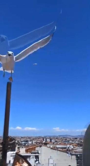 Zeytinburnunda anten tamiri için çatıya çıktı martıların saldırısına uğradı; Az kalsın çatıdan düşecektim