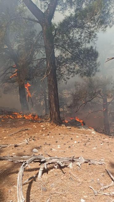 Adanada orman yangını