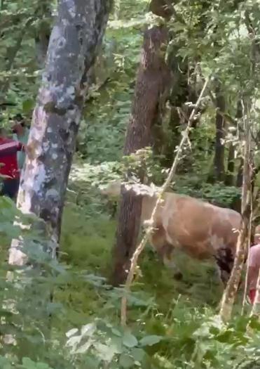 Kaçan kurbanlık boğa ormanda yakalandı