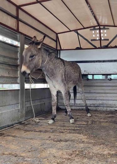 Evinin önünde oynayan çocuğa eşek saldırdı; o anlar kamerada