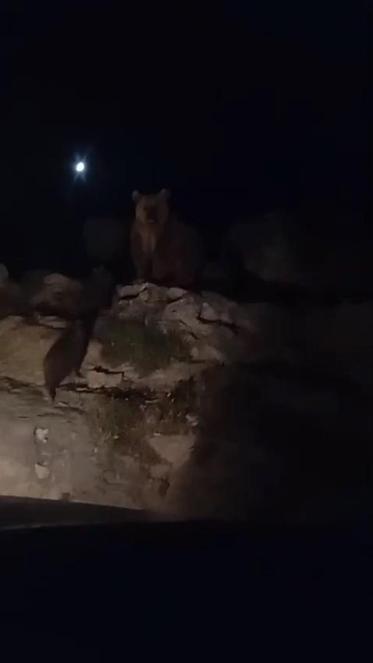 Siirt’te köy yoluna inen ayı ve yavruları kamerada