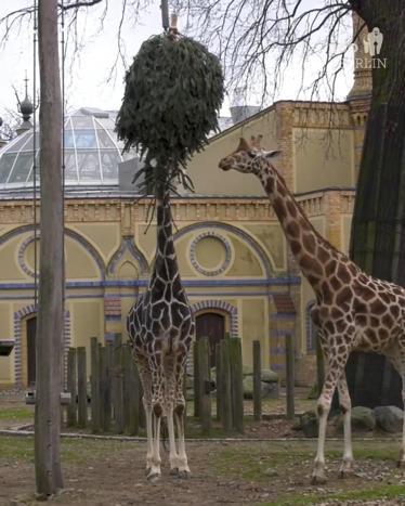 Berlin Hayvanat Bahçesi’nin yeni yıl geleneği: Satılamayan ağaçlar hayvanlara veriliyor