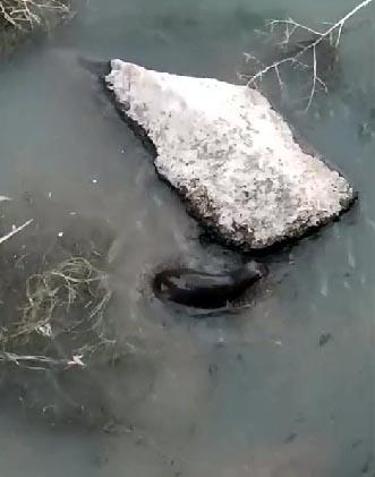 Çayda görülen su samurları kamerada