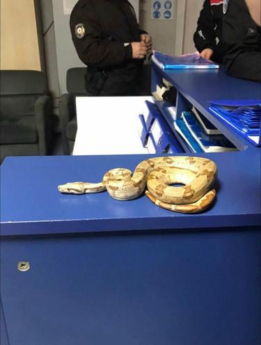 Kafeye mısır yılanı ile gitti; 11 bin 977 TL ceza yedi