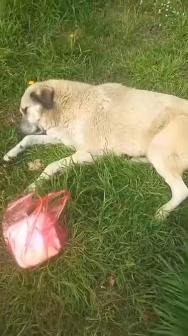 Avcılarda zehirlendiği iddia edilen 2 köpek kurtarıldı