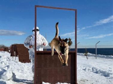 Mehmetçikten derin karda köpekli arama eğitimi