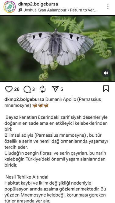 Nesli tehlike altındaki ‘Dumanlı Apollo’ Uludağ’da görüntülendi