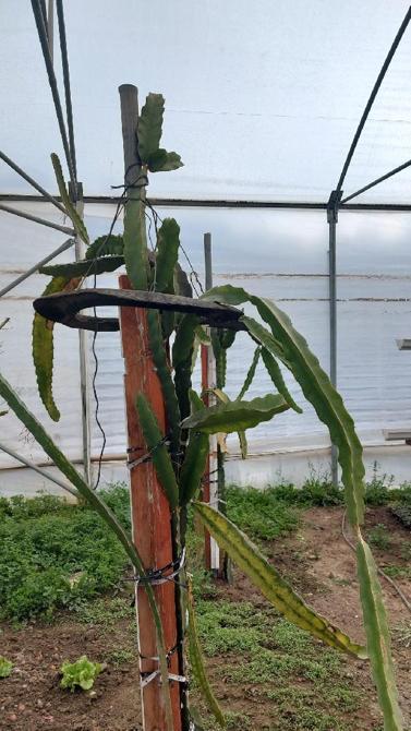 Değişen iklimle Karadenizde tropik meyve üretimi denemeleri yapılıyor