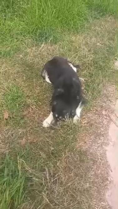 Avcılarda zehirlendiği iddia edilen 2 köpek kurtarıldı