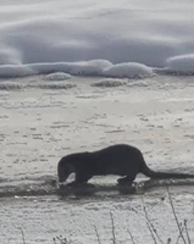 Muş ve Ağrıda su samurları görüntülendi