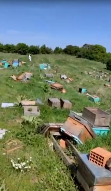 Tekirdağda o kovanlara zarar verildi; 4 milyon arı öldü, ana arılar çalındı