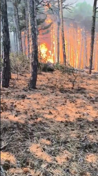 Şube müdürünün, alevlerin arasında kalan orman bölge müdürü ve ekibini kurtarma çabası kamerada