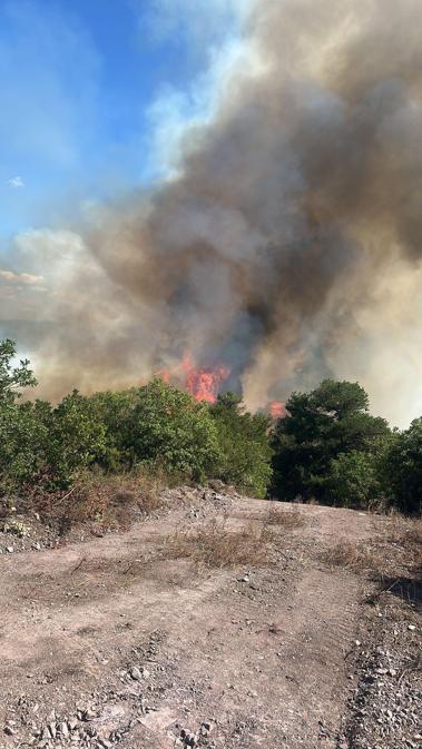 Kocaelide çıkan orman yangını kontrol altında