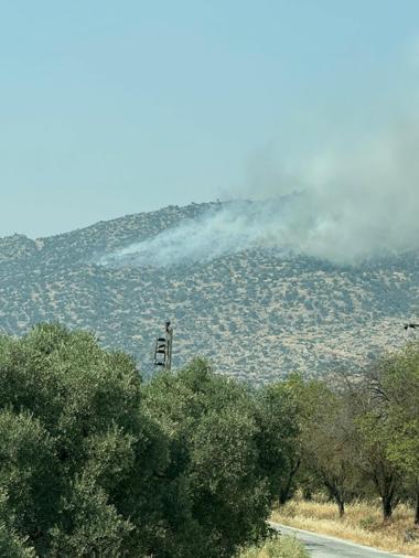 Aydının Bozdoğanda maki yangını