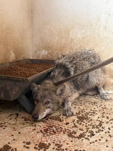 Bingöl’de lastikçiye giren kurt yakalandı