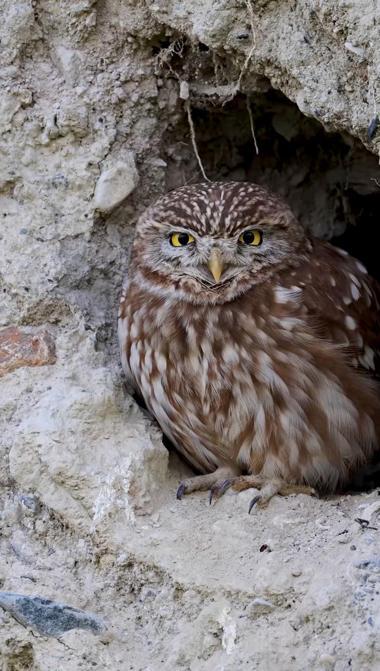 En küçük baykuş türü Kukumav, Erzincan’da görüntülendi