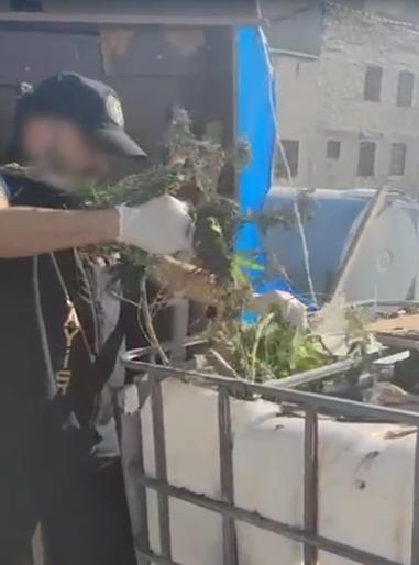 İş yeri çatısında kenevir yetiştiren 3 şüpheliye gözaltı