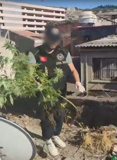 İş yeri çatısında kenevir yetiştiren 3 şüpheliye gözaltı