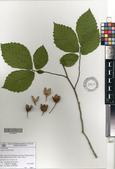 Türkiyenin 3üncü kayın ağacı türü, Boluda keşfedildi