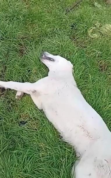 Bahçesine giren sokak köpeğini tüfekle vurup öldürdü