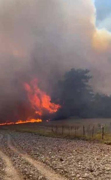 Adanada çıkan orman yangını kontrol altında