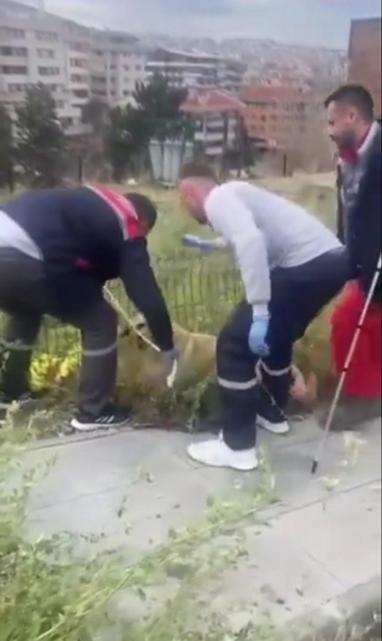 Ankarada sokak köpeklerinin toplanmasına tepki