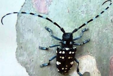 Ağaçtaki deliklerin nedeni kurşun değil, böcek