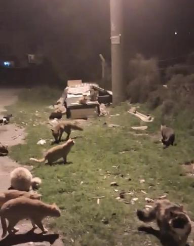 Kedi ve tilkilerin yan yana beslendiği anlar kamerada