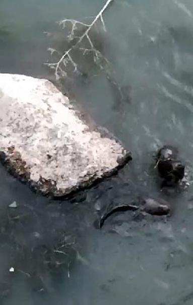 Çayda görülen su samurları kamerada