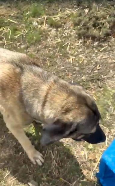 Kasasında köpek iple asılı halde seyrederken görüntülenen kamyonetin sürücüsüne adli işlem