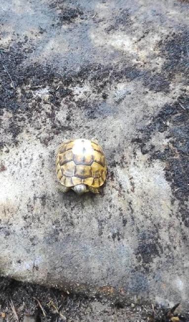 Yalovada mangal ateşi, yangına neden oldu
