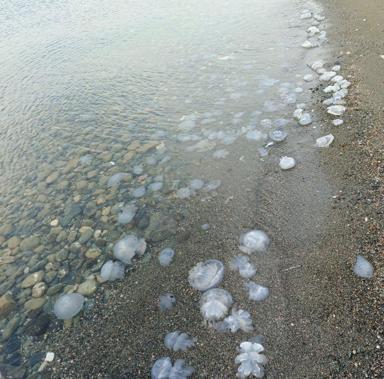 Hatayda sahilde denizanası yoğunluğu