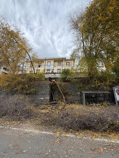 Samsunda fırtına; ağaçlar devrildi