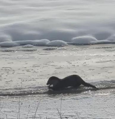 Muş ve Ağrıda su samurları görüntülendi