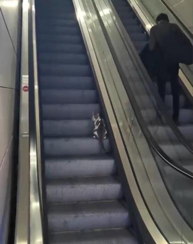 Havalimanında kedinin yürüyen merdivenle imtihanı