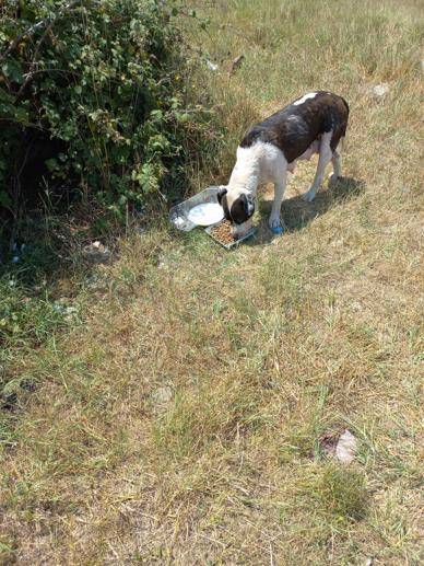 Pendikte hurdacıların çıkardığı yangında 4 köpek öldü