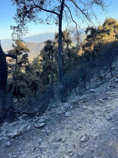 Kasapoğlu yangın bölgesinde