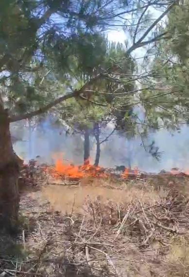 Bursada ağaçlık alanda yangın